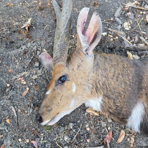 Bushbuck Hunt Takeri Reserve Zambia