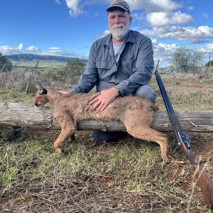 Caracal Hunting Eastern Cape South Africa