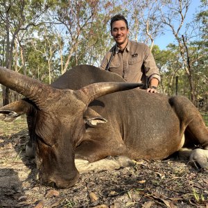 Banteng Hunting Australia