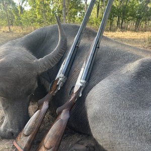 Banteng Hunting Australia