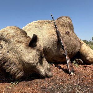 Camel Hunting Australia