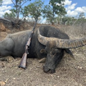 Water Buffalo Hunting Australia