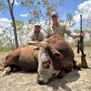 Banteng Hunting Australia