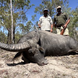 Water Buffalo Hunting Australia