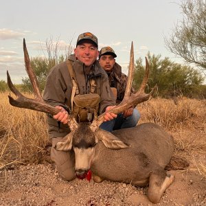 Mule Deer Sonora Desert Mexico