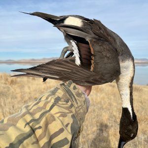 Pintail Duck Hunt