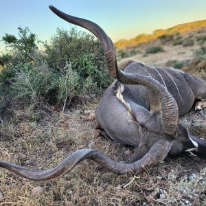 Kudu Hunt Eastern Cape South Africa