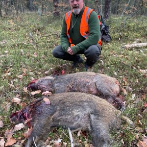 Pig Hunting Romania