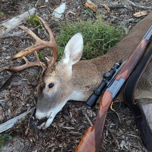 Whitetail Deer Hunt Carolina