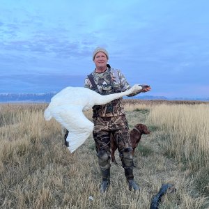 Tundra Swan hunt Idaho