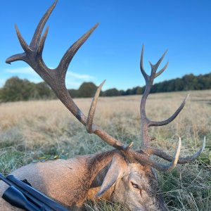 Carpathian Red Stag