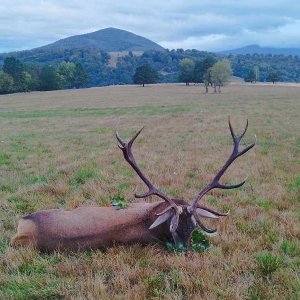 Carpathian Red Stag