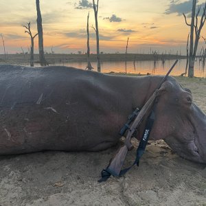 Hippo Hunting