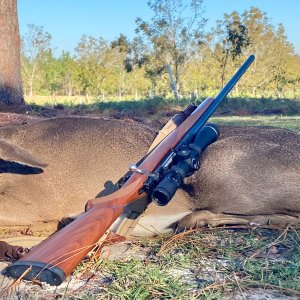 Whitetail Doe Hunting