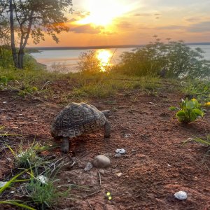 Tortoise  Mozambique