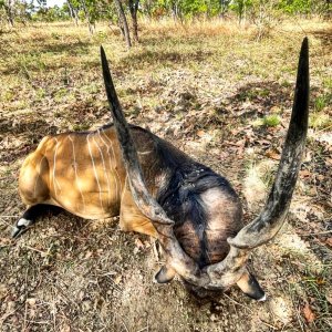 Lord Derby Eland Hunt Cameroon