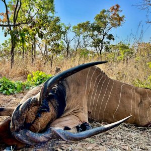 Lord Derby Eland Hunt Cameroon