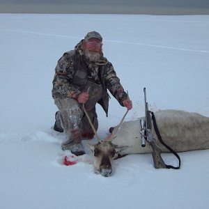 Caribou Hunt Bristol Bay Alaska