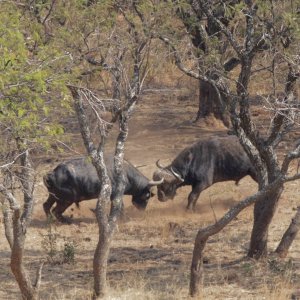 Cape Buffalo Fighting South Africa