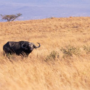 Cape Buffalo South Africa