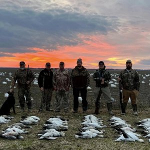 Media 'Snow Geese Hunt' in category 'Bird Hunting Worldwide'