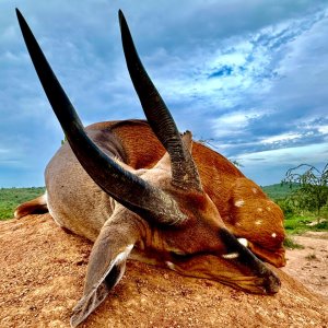 Bushbuck Hunt Uganda