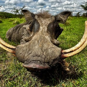 Warthog Hunt Uganda