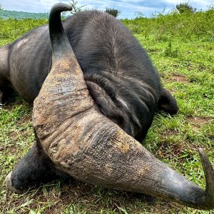 Buffalo Hunt Uganda