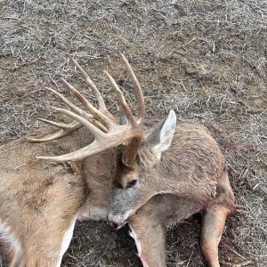 Whitetail Deer Hunting