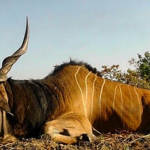 Lord Derby Eland Hunt Cameroon