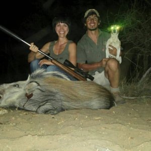 Bushpig Hunting Limpopo South Africa