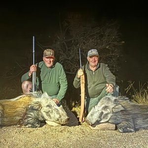 Bushpig Hunting Limpopo South Africa