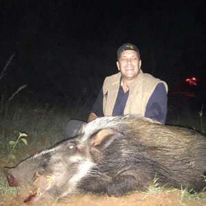 Bushpig Hunting Limpopo South Africa