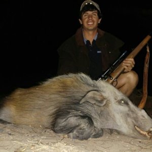 Bushpig Hunting Limpopo South Africa