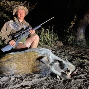 Bushpig Hunting Limpopo South Africa