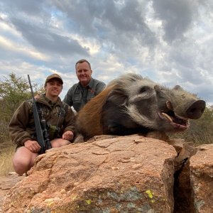 Bushpig Hunting Limpopo South Africa