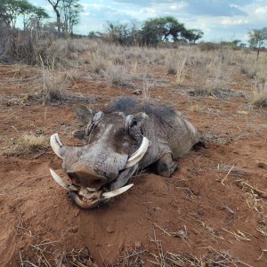 Namibia Warthog Hunt