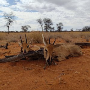 Steenbok & Bush Duiker