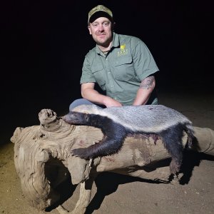 Honey Badger Hunt South Africa