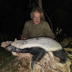 Honey Badger Hunt South Africa