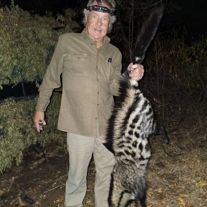 Civet Cat Hunt South Africa