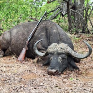 Cape Buffalo Hunting