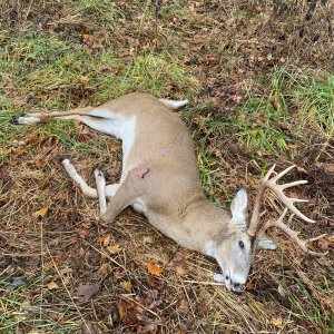 Whitetail Deer Hunting