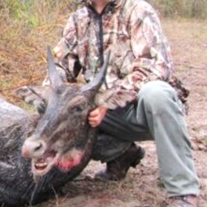 Nilgai Hunting Texas