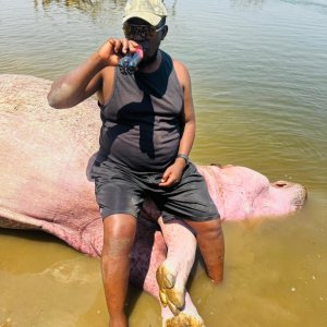 Media 'Hippo Hunt Zambia' in category 'Nature & Wildlife Africa'