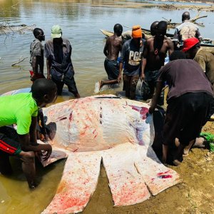 Skinning Hippo Zambia