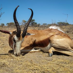 Hunting Springbok Namibia