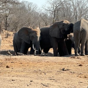 Elephants Mozambique