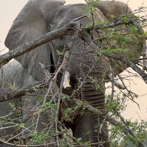 Media 'Elephant Mozambique' in category 'Nature & Wildlife Africa'