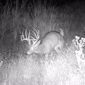 Whitetail Deer Trail Camera Oregon